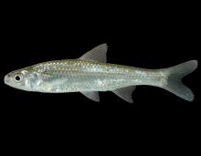 Cypress minnow side view photo with black background