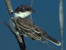 Photo of an eastern kingbird perched on a branch.