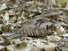 Photo of an eastern whip-poor-will crouching on leaf litter.