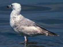 Photo of a juvenile herring gull standing in shallow water.