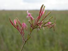 Photo of a large-flowered gaura inflorescence