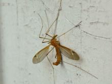 Large crane fly perched on a white-painted surface, side view