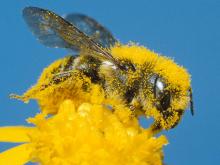 Female mason bee collecting pollen on a yellow daisy-family flowerhead