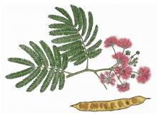 Illustration of mimosa leaves, flowers, fruit.