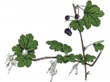 Illustration of Missouri gooseberry leaves, flowers, fruits
