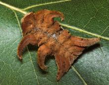 Photo of a monkey slug caterpillar on an oak leaf
