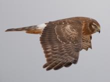 Photo of a northern harrier in flight, viewed from side