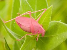 Pink katydid standing on a milkweed leaf