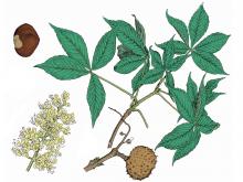Illustration of Ohio buckeye leaves, flowers, fruits.