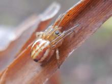 Photo of a female openfield orbweaver spider crouching on a plant stalk