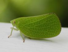 Acanaloniid planthopper, green, viewed from side
