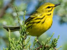 Photo of a prairie warbler perched on a red cedar sprig