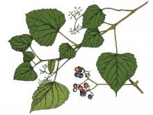 Illustration of raccoon grape leaves, flowers, fruit