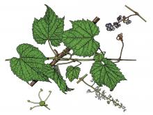 Illustration of riverbank grape leaves, flowers, fruit