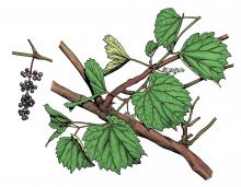 Illustration of sand grape leaves, flowers, fruit
