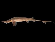 Shovelnose sturgeon side view photo with black background