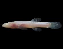 Southern cavefish side view photo with black background
