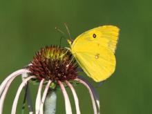Photo of a southern dogface taking nectar on a pale purple coneflower