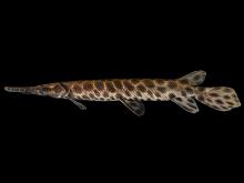 Spotted gar side view photo with black background