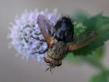 Tachinid fly visiting a mint flower