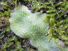 Closeup of thallus lobe of snakeskin liverwort