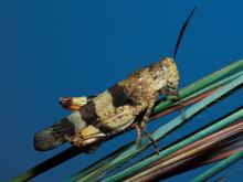 Three-banded grasshopper resting on a grass stalk with a blue background