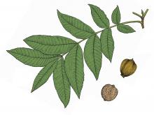 Illustration of water hickory leaf and fruit.