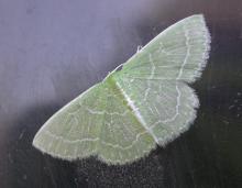 A wavy-lined emerald moth resting on a glass window