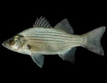 White bass side view photo with black background