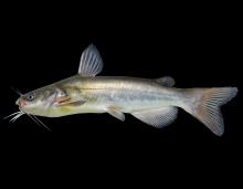 White catfish side view photo with black background