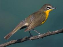 Photo of a yellow-breasted chat perched on a small branch