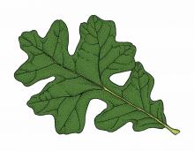 Illustration of post oak leaf.