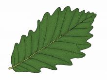 Illustration of swamp chestnut oak leaf.