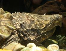 Image of alligator snapping turtle