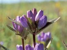 Photo of closed gentian flowers