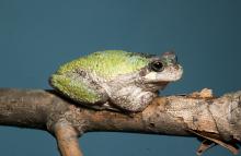 Image of a gray treefrog