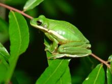 Image of a green treefrog