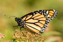 Image of a monarch