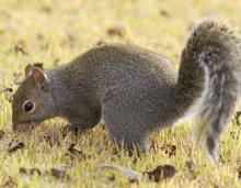 Image of a gray squirrel