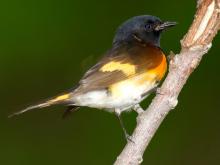 Image of a male American redstart