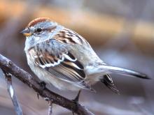 Image of an american tree sparrow
