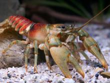 Photo of a coldwater crayfish.