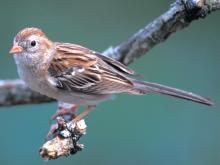 Image of a field sparrow