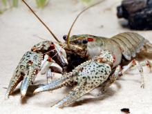 Photo of a gray-speckled crayfish.