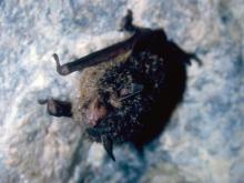 Photo of an Indiana myotis hanging from a cave ceiling.