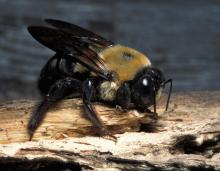 Eastern carpenter bee standing on a wooden surface