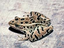 Image of a northern leopard frog
