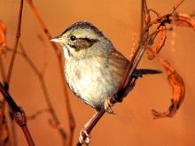 Image of a swamp sparrow