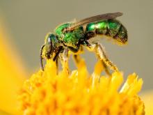 A metallic green sweat bee gathering pollen on a yellow flowerhead