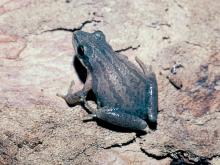 Image of an upland chorus frog